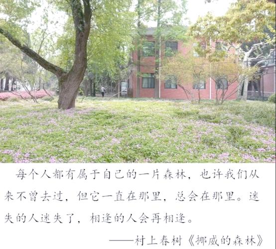 挪威的森林在线读阅读｜村上春树经典爱情小说全文免费